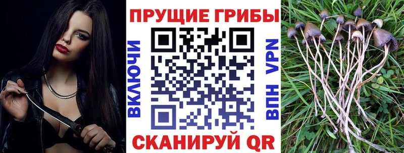 Купить закладки  Зарайск  Псилоцибиновые грибы мицелий 
